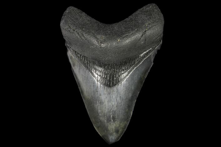 Fossil Megalodon Tooth - Georgia #144292